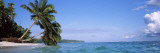 Palm Trees on the Beach, Indonesia Wall Decal by Panoramic Images 