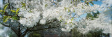 Cherry Blossom Tree in a Park, Volunteer Park, Capitol Hill, Seattle, Washington State, USA Wall Decal by Panoramic Images 