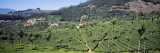 Tea Plantation, Coonoor, Nilgiris, Kerala, India Wall Decal by Panoramic Images 
