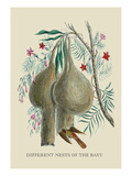 Different Nests of the Bayu Autocollant mural par J. Forbes