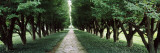 Trees in a Garden, Niagara Parks Commission, Niagara Falls, Ontario, Canada Wall Decal by Panoramic Images 