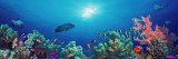 School of Fish Swimming Near a Reef, Indo-Pacific Ocean Autocollant mural par  Panoramic Images