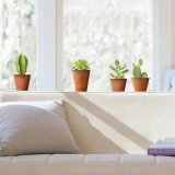 Cactus  (Window Decal) Autocollant mural