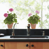 Pink geranium  (Window Decal) Wall Decal