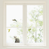 Budgerigars and cat  (Window Decal) wandtattoos