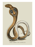 The Cobra de Capello Autocollant mural par J. Forbes