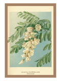Acacia, Flower and Foliage Vinilos decorativos por W.h.j. Boot Acacia, Flower and Foliage Vinilos decorativos por W.h.j. Boot