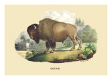 Bison Wall Decal by E.f. Noel
