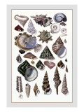 Shells: Trachelipoda Wall Decal by G.b. Sowerby