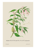 Skeleton Mantis and Oil Plant of Guzerat Autocollant mural par J. Forbes