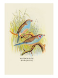 Cordon Bleu Wall Decal by Arthur G. Butler