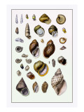 Shells: Sessile Cirripedes Wall Decal by G.b. Sowerby