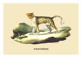 Panthere Wall Decal by E.f. Noel