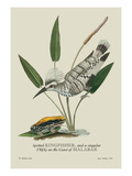 Spotted Kingfisher and a Singular Frog on the Coast of Malabar Autocollant mural par J. Forbes
