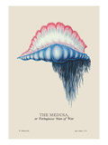 Medusa, or Portuguese Man of War Autocollant mural par J. Forbes
