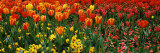 Tulips in a Field, St. James's Park, City of Westminster, London, England Wall Decal by Panoramic Images 
