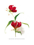 Gloriosa Rothschildiana Wandabziehbild von H.g. Moon