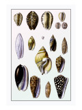 Shells: Convoltae and Orthocerata Wall Decal by G.b. Sowerby