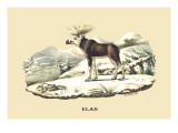 Elan Wall Decal by E.f. Noel