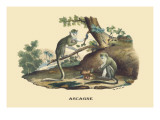 Singes Monkeys Wall Decal by E.f. Noel