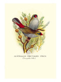 Australian Fire-Tailed Finch Wall Decal by Arthur G. Butler