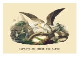 Gypaete, Ou Phene des Alpes Wall Decal by E.f. Noel