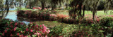 Azaleas and Willow Trees in a Park, Charleston, Charleston County, South Carolina, USA Wall Decal by Panoramic Images 