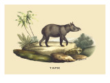 Tapir Wall Decal by E.f. Noel