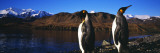 King Penguins on Shore of Cumberland Bay East, King Edward Point, South Georgia Island Wall Decal by Panoramic Images 