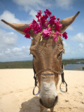 Tourist Donkey, Genipabu Dunes Photographie par Huw Jones
