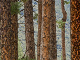 Pine Tree Trunks Photographic Print by Douglas Steakley