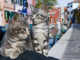 Venetian Cats Alongside Fond Die Terranova Canal Photographie par Holger Leue
