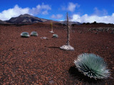 Silversword Plants Growing in Volcanic Crater Photographic Print by John Elk III