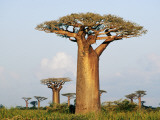 Giant Baobabs (Adansonia Grandidieri) Dotting the Countryside Near Morondava Lámina fotográfica por Karl Lehmann