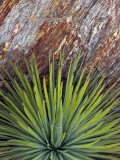 Yucca and Stone Photographic Print by Douglas Steakley