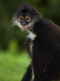 Yucatan Spider Monkey (Ateles Geoffroyi Yucatanensis), Xcaret Eco Theme Park Photographic Print by Guylain Doyle