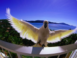 Cockatoo on Hotel Room Balcony Photographie par Christopher Groenhout