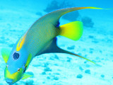 Queen Angelfish (Holacanthus Ciliaris), Paradise Reef Photographic Print by Dan Herrick