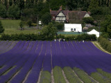 Lavender Fields. Photographic Print by Doug McKinlay