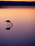 Flamingo Silhouetted at Sunset in Laguna Chaxa Photographic Print by Michael Taylor