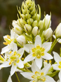 Sticky Tofieldia (Triantha Glutinosa) Flower Photographic Print by Douglas Steakley