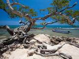 Gnarled Tree at Jake's Resort, Treasure Beach Photographic Print by Greg Johnston