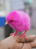 Pink Dyed Chick for Sale at Friday Market Photographic Print by Craig Pershouse