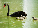 Black Swan (Cygnus Atratus) with Cygnets on a King's Park Lake Photographic Print by Greg Elms