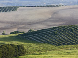 Olive Fields Share Space with Other Crops Photographic Print by Diego Lezama