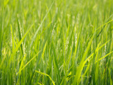 Rice Field, Near Can Tho, Mekong Delta Photographic Print by Kimberley Coole