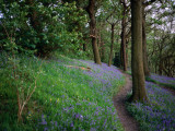 A Woodland Floor Carpeted with Bluebells-A Native Flower Unique to Britain Photographie par David Else