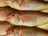 Fish for Sale at Tsukiji Fish Market Valokuvavedos tekijänä Krzysztof Dydynski Fish for Sale at Tsukiji Fish Market Valokuvavedos tekijänä Krzysztof Dydynski