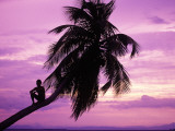 Young Boy in Palm Tree at Sunset Fotografie-Druck von Greg Johnston