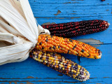 Indian Corn Photographic Print by David Ryan